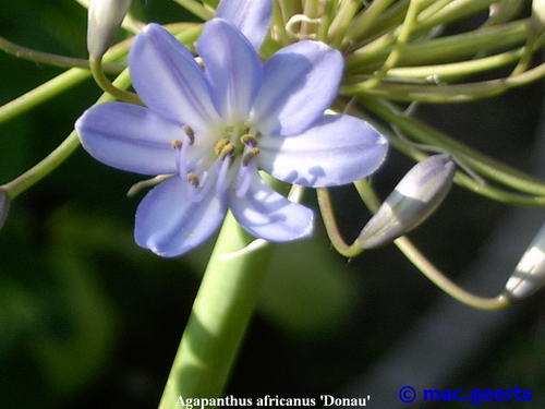 Agapanthus africanus 'donau'